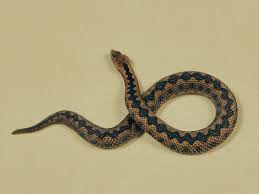 A little known symptom of snake bites in dogs, includes an immediate collapsing event followed by apparent recovery and seeming normal. More Than 100 000 People Die From Snakebites Every Year Why Is It So Hard To Treat Them The Independent The Independent