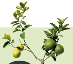 Plant your very own orchard with a single tree and enjoy the many 'fruits. Fruit Salad Trees Pressreader