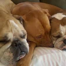 Some bleeding and the nail looking really wonky. East Bay Animal Hospital Veterinarians 5415 Us Hwy 31 N Williamsburg Mi Phone Number