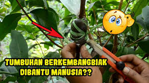 We did not find results for: Cara Berkembang Biak Wortel Youtube