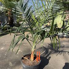 Image result for Chamaedorea radicalis