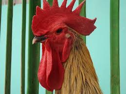 Hasil gambar untuk ayam pelung