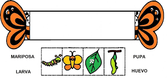 Ejercicio De Ciclo De La Vida De La Mariposa