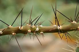 It's rare, but dogs can be allergic to cat dander and people dander and vice versa. Common Skin Irritant Plants Learn How To Avoid Contact Poisoning In Gardens