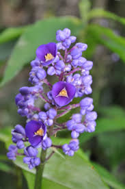 Maybe you would like to learn more about one of these? Dichorisandra Thyrsiflora Blue Ginger Bamboo Land Nursery Qld Australia