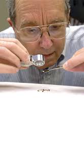 The Case of the Disappearing Urban Entomologists