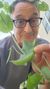 First veggies of the season! The peas are ready for Jack to harvest!!!