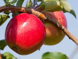 New Apple Variety Debuts At Minnesota State Fair Apple Varieties Apple Apple Harvest