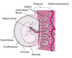 Die nidation ist jedoch ein prozess, der recht lange dauert: Entwicklungsstadien Des Fotus Gesundheitsprobleme Von Frauen Msd Manual Ausgabe Fur Patienten