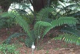 Image result for Encephalartos villosus
