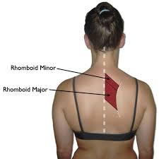 Pin On Back Stretches