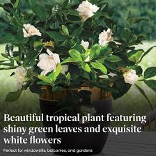 Image result for Gardenia imperialis