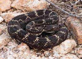 Arizona Black Rattlesnake Rattlesnake Bites Rattlesnake Mojave Rattlesnake