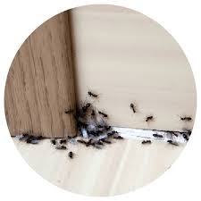 Where do you need a pest control expert? Adams Pest Control Alexandria La Home