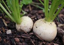 We did not find results for: Turnip Pod Easy Edible Gardening