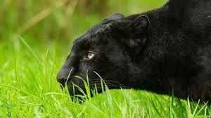 A black panther is the melanistic colour variant of the leopard (panthera pardus) and the jaguar (panthera onca).black panthers of both species have excess black pigments, but their typical rosettes are also present. Bbc Earth Camera Hack Reveals Black Leopards Hidden Spots