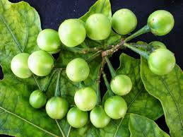 Pea Eggplant Seeds Solanum Melongena Plate Brush Eggplant Vegetable Seeds Heirloom Open Pollinated Eggplant Seeds Vegetable Seed Seeds