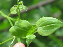 Image result for Rubia cordifolia
