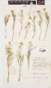 Image result for Argyrolobium tomentosum