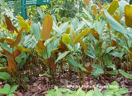 Image result for Marantochloa leucantha