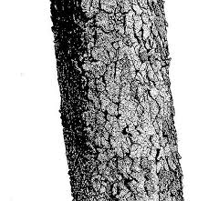 Image result for Julbernardia