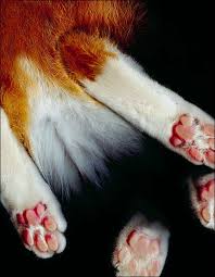 The Cat Scan Kuzia Cat Scan Cats Pets