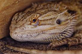 The only way to care for an alligator or caiman correctly is to, again, spend thousands of dollars. 6 Species Of Reptiles That Are The Easiest To Take Care Of The Fox Magazine