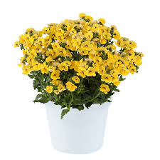 Image result for Nemesia fruticans