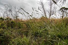 Image result for Setaria grandis