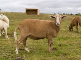 Secrets Of Raising Katahdin Sheep Countryside
