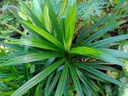 Apa saja manfaat dari daun dan buah jeruk purut ini ya? 15 Manfaat Daun Pandan Untuk Kesehatan