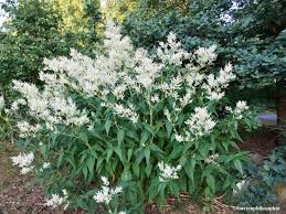 Der Bergknoterich Ein Gartengigant Gartenphilosophie Org Knoterich Pflanzen Garten