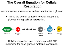 We did not find results for: Cellular Respiration Day Ppt Video Online Download