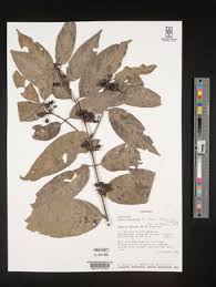 Image result for Afrocanthium lactescens