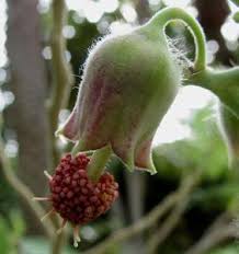 Image result for Abutilon austro-africanum