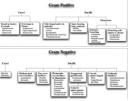 Classification Of Bacteria On Basis Of Gram Stain Gram