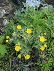 Image result for Kleinia chimanimaniensis