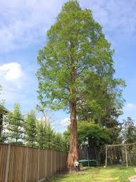 The sequoia is also a popular bonsai tree. Dawn Redwood In The Garden Of Burgemeester Panislaan 8 Berkel Enschot North Brabant Netherlands