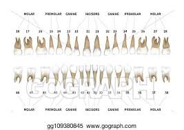 Vector Art Human Dentition Full Infographic Chart With