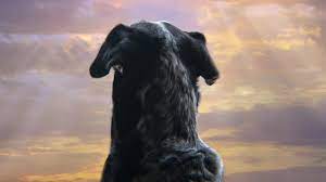 I'm very disappointed and saddened at how rushed and negligent abbey glen was while cremating my cat. When My Dog Died I Discovered A Thriving Pet Funeral Industry I Never Knew Existed Self