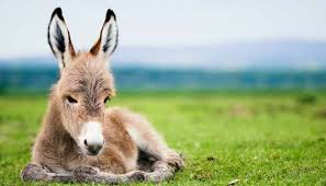 I'm thinking of getting a cat, and i'm wondering how much it costs to keep a healthy happy cat per month? How Much Does A Donkey Cost Price Breakdown Equine Desire