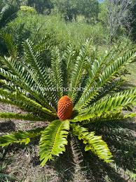 Image result for Encephalartos