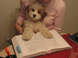 Cavapoo This Has To Be A Stuffed Animal Dogs And Puppies Cavapoo Animals