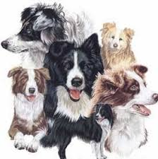 Border collies are very diverse as far as their coloring, patterns, and markings. Chocabloc Border Collies