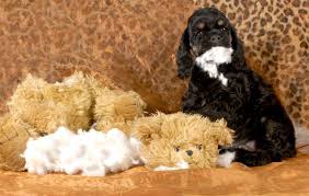 Happy to buy it from you! Household Dangers For Dogs Food Chemicals Stuffed Toys