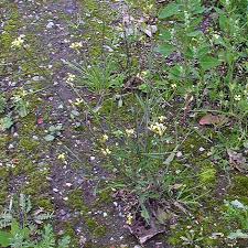 Image result for Sisymbrium orientale