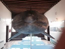 Amici che andate per mare. Squalo Elefante In Esposizione Foto Di Museo Di Zoologia Adriatica Giuseppe Olivi Chioggia Tripadvisor