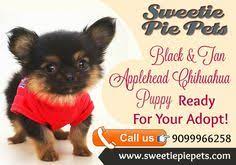 57 Chihuahua Puppys For Sale Ideas Chihuahua Chihuahua Puppies Puppies