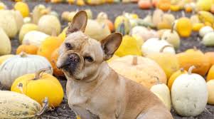 Is zucchini good for dogs? Can Dogs Eat Squash Is Squash Good Or Bad For Dogs
