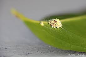 Insects hurting your poor citrus? How To Get Rid Of Cottony Cushion Scale Without Toxic Chemicals